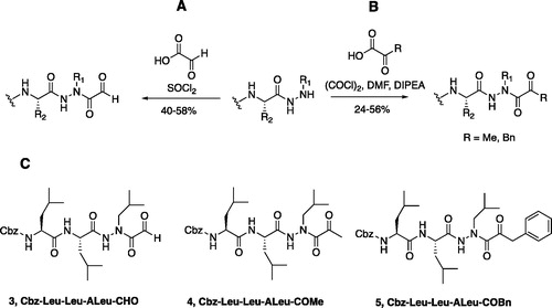 Figure 4. (A) Coupling procedure for aza-peptide aldehyde warhead. (B) Coupling procedure for aza-peptide ketone warhead. (C) Library of synthesised aza-peptide aldehyde and ketone inhibitors for the proteasome.