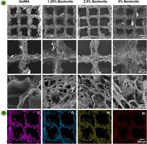 Figure 5. Microstructure and composition of 3D printed bioink scaffolds. (A) SEM images of 3D printed scaffolds from different bioink formulations: pure GelMA, and GelMA enhanced with 1.25%, 2.5%, and 5% Bentonite. (B) EDS spectra of GelMA/Bentonite scaffolds.