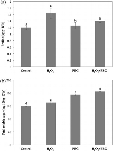 Figure 3. Effect of exogenous H2O2 on proline (a) and total soluble sugar contents (b) in the leaves of detached maize seedlings under osmotic stress conditions.