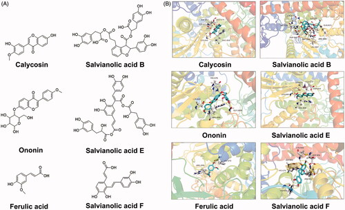 Figure 5. Molecular modelling of PI3K and the active ingredients. (A) Chemical structures of the active ingredients in NXT. (B) The 3D maps of the interaction of PI3K (PDB: 5ITD) with the active ingredients in NXT.