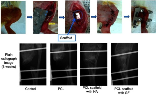 Figure 6 In vivo evaluation of a 3D-printed PCL scaffold for bone regeneration in a rat model through radiography with X-ray after 8 weeks.Abbreviations: GF, growth factor; HA, hydroxyapatite; PCL, poly(ε-caprolactone).