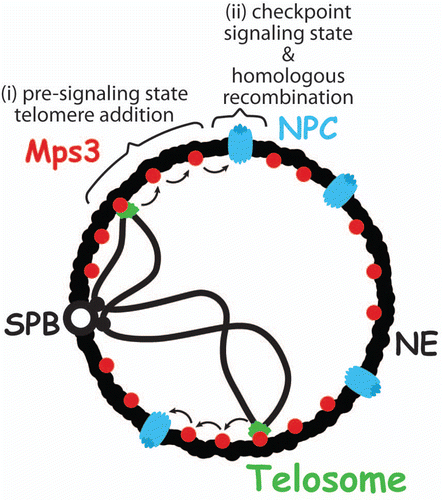 Figure 1 Model for two-step response to eroded telomeres. Initially, eroded telomeres are maintained in a pre-signaling state via Mps3-dependent tethering at the nuclear envelope (NE). This state promotes telomere addition by telomerase (i). Subsequently, persisting eroded telomeres relocalize to the nuclear pore complex (NPC), where homologous recombination is promoted, and they switch to a Mec1-dependent signaling state, leading to replicative senescence (ii). SPB, spindle pole body.