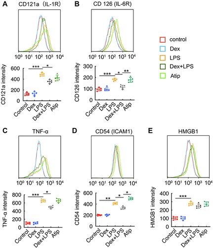 Figure 3 Dex treatment suppressed inflammatory response induced by LPS in alveolar macrophages. Mice alveolar macrophage cells (MH-S cell line) were incubated with 1 µM Atip for 3 hrs, then exposed simultaneously to 10 ng/mL LPS or/and 100 nM Dex for 24 hrs. Flow cytometry analysis of (A) CD121 (IL-1R), (B) CD126 (IL-6R), (C) TNF-α, (D) CD54 (ICAM1), (E) HMGB1. Data were presented as scatter plot with mean ± SD (n = 5). *p < 0.05; **p < 0.01; ***p < 0.01.