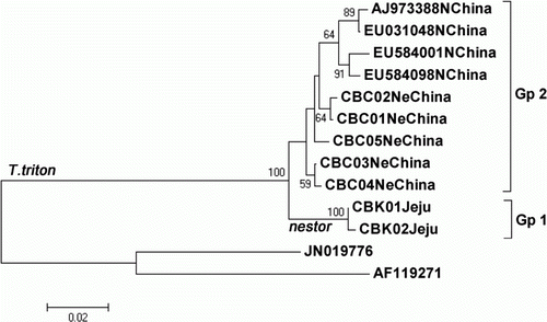 Figure 2.  Maximum likelihood tree with 11 partial cytochrome b haplotypes (426 bp) of three T. triton subspecies. Two haplotypes (CBK01 and CBK02) of T. t. nestor from the Korean Jeju Island and five haplotypes (CBC01–CBC05) of T. t. fuscipes from northeastern China were obtained from this study, whereas four haplotypes (AJ973388, EU031048, EU584001, and EU584098) of T. t. triton from the North China Plain were obtained from GenBank. Location name follows haplotype name or accession number in each haplotype, as given in the Materials and methods section, and the bootstrap values >50% are reported at the internodes. Microtus thomasi (JN019776) and M. agrestis (AF119271) were used as outgroup.