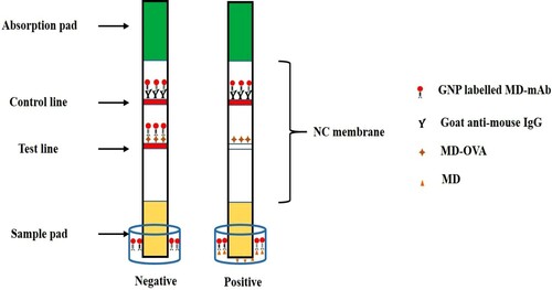 Figure 5. Principle of ICS based on MD-mAb.