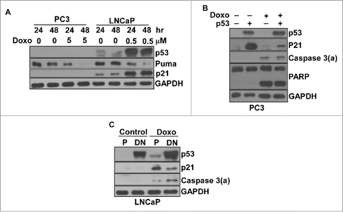 Figure 2. Doxorubicin-induced apoptosis was p53-independent in prostate cancer cells. (A) The expression of p53, puma and p21 in LNCaP and PC3 cells with/without doxorubicin. Immunoblot analysis of cell lysates from LNCaP or PC3 cells treated by doxorubicin over time as indicated. (B) The overexpression of wild type p53 did not affect doxorubicin-induced apoptosis in PC3 cells. PC3 cells were transiently transfected with pCMV-p53 or empty vector for 24 hr. Cells were treated with/without 3 μM doxorubicin for 48 hr, and then subjected to immunoblot analysis for the detection of p53, the activated form of caspase 3 and PARP with cleavage PARP. (C) The overexpression of dominant negative p53 did not affect doxorubicin-induced apoptosis in LNCaP cells. LNCaP cells were transfected with pCMV-p53mt135 to establish stably transfected LNCaP cells expressing dominant negative p53. The stably transfected LNCaP cells were treated with/without 0.5 μM doxorubicin for 48 hr, and then subjected to immunoblot analysis to detect p53 and the activated form of caspase 3. All experiments were repeated 3 times and representative results are shown. P, parental cells; DN, dominant negative.