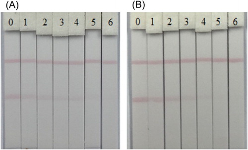 Figure 9. Images of immunochromatographic strip analysis of HES (A) and DES (B) in milk samples. The concentrations of HES spiked in milk samples were: (0 = Blank sample, 1 = 0.25 ng/ml, 2 = 0.5 ng/ml, 3 = 1.0 ng/ml, 4 = 2.5 ng/ml, 5 = 5.0 ng/ml and 6 = 10 ng/ml); the concentrations of DES spiked in milk samples were: (0 = Blank sample, 1 = 0.5 ng/ml, 2 = 1.0 ng/ml, 3 = 2.5 ng/ml, 4 = 5.0 ng/ml, 5 = 10.0 ng/ml and 6 = 15.0 ng/ml).