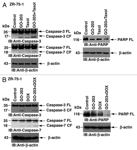 Figure 4. Activation of caspase-3 and caspase-7 in ZR-75-1 cells treated with GO-203 in combination with taxol and DOX. (A) ZR-75-1 cells were treated with 2.9 μM GO-203, 85 nM taxol or the combination of both agents for 48 h. GO-203 was added every 24 h. (B) ZR-75-1 cells were treated with 2.9 μM GO-203, 0.53 μM DOX or the combination of both agents for 48 h. GO-203 was added every 24 h. Cytosolic lysates were immunoblotted with the indicated antibodies (left). Total-cell lysates were immunoblotted with anti-PARP and anti-actin (right). FL, full-length; CF, cleaved fragment.