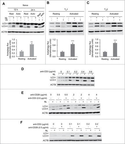 Figure 1. Autophagy is induced by TCR activation. Freshly isolated naïve mouse CD4+ T cells (A) or in vitro differentiated effector Th1 (B) and Th2 (C) cells were incubated in either media alone or stimulated with plate bound anti-CD3 and soluble anti-CD28 antibodies for 12 to 24 h. To measure autophagy flux, ammonium chloride and leupeptin (NL) or vinblastine 100 µM (Vb) were added for the last 3 h of culture. Accumulation of LC3-II in the presence of inhibitors was measured by immunoblot on whole cell lysates. Bar graph represent mean+SEM of autophagy flux, measured as the difference between the intensity of the LC3-II band in cells cultured in the presence or absence of NL, from 6 (naïve) 12 (TH1) or 10 (TH2) independent experiments after 20 to 24 h of activation (paired 2-tailed Student t test. **, P<0.01; ***, P<0.001). (D) Th1 cells were stimulated with increasing concentrations of plate-bound anti-CD3 antibodies. Autophagy flux was assessed by immunoblot on whole protein lysates after 20 h of stimulation and the addition of NL for the last 3 h. (E) TH1 cells were incubated with different doses of soluble anti-CD28 in the absence or presence of plate-bound anti-CD3. Autophagy flux was assessed as in (A). (F) Th1 cells were left unstimulated or stimulated with 2 different low doses of plate-bound anti-CD3 in the presence or absence of anti-CD28 and autophagy flux was assessed as in (A).