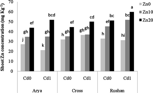 Figure 2. The effect of varied buffered zinc (Zn2+) and cadmium (Cd2+) activities on Zn concentration in the shoot of wheat genotypes. Same letters above bars indicate no significant difference at P < 0.05. Zn0, Zn10, and Zn20 present free Zn2+ activities 10−11.11, 10−9.11, and 10−8.81 µM, respectively. Cd0 and Cd1 present free Cd2+ activities 10−11.21 and 10−10.2 µM, respectively.