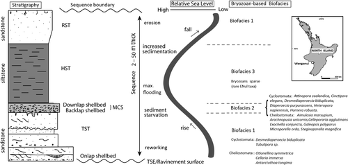 Figure 1  An idealised Pleistocene Wanganui Basin shallow-marine depositional sequence, showing some sequence stratigraphic features (modified from Abbott and Carter Citation1994; Abbott et al. Citation2005), inferred relative changes in sea level and associated bryozoan-based biofacies with some commonly occurring taxa. Insert: map of North Island, New Zealand showing location of Wanganui.