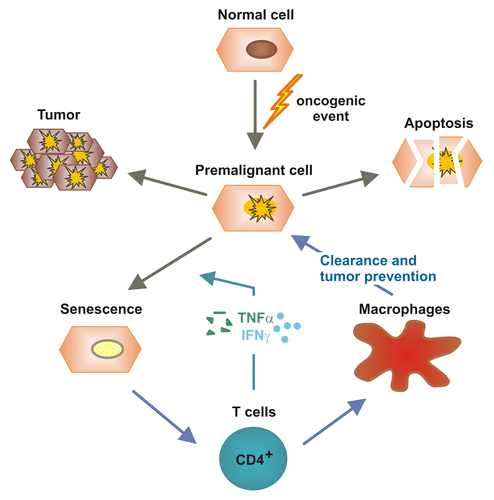 Figure 2. Immunosurveillance of senescent hepatocytes by CD4+ T cells and TH1 cytokines. Aberrant oncogene activation in hepatocytes as well as other oncogenic events can induce a state of cellular stress from which hepatocytes can develop tumors, die via apoptosis or undergo cell senescence. CD4+ T cells can sense cellular senescence and initiate an immune response that stimulates macrophages to clear senescent cells. Moreover, TH1 cytokines such as interferon γ (IFNγ) and tumor necrosis factor α (TNFα) promote the senescence of cancer cells. These mechanisms appear important for the suppression of hepatocarcinogenesis.Citation31,Citation32,Citation33