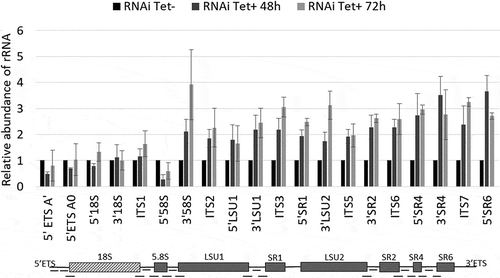 Figure 3. Depletion of T. brucei RRP44 impairs cleavage steps related to the LSU rRNA maturation. The relative change in the target amplicons was determined by quantitative RT-PCR analysis of total RNA and normalized to the GAPDH mRNA. Control cells (black bars, normalized to 1), cells 48 h post RNAi induction (dark grey bars) and cells 72 h post RNAi induction (light grey bars). Error bars indicate standard deviation of triplicate experiments. At the bottom, a schematic representation of the rRNA precursor, indicating the amplicons analyzed in this work (black dashes).