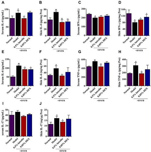 Figure 9 Effects of luteolin on the levels of Th1, Th2 and Th17-related cytokines in AD mice. (A) Serum level of IL-4. (B) Skin level of IL-4. (C) Serum level of IFN-γ. (D) Skin level of IFN-γ. (E) Serum level of IL-6. (F) Skin level of IL-6. (G) Serum level of TNF-α. (H) Skin level of TNF-α. (I) Serum level of IL-17. (J) Skin level of IL-17. Values are expressed as mean ± SD (n =5). # Indicates p < 0.05 and ## indicates p < 0.01 as compared to Normal group; *Indicates p < 0.05 and **indicates p < 0.01 as compared to Model group.