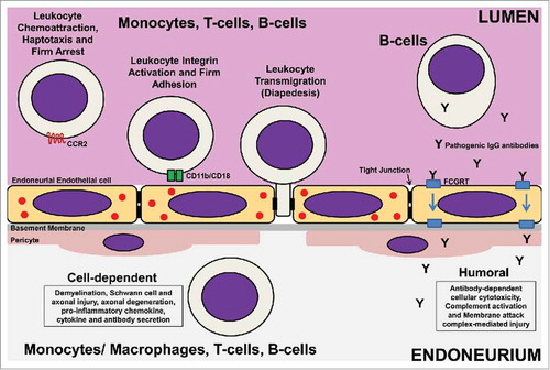 Figure 2. Potential Targets for GBS Immunotherapy Development. Pathogenic leukocyte trafficking across tight junction-forming endoneurial microvessels that form the blood-nerve barrier is pathogenically relevant to AIDP and other demyelinating GBS variants based on human in situ and in vitro data, as well as in vivo data from representative animal models. Taking into account the coordinated process of leukocyte trafficking (multi-step paradigm), leukocyte trafficking antagonists that block pathogenic leukocyte chemoattraction, haptotaxis and firm arrest on activated endoneurial endothelial cells (e.g. Chemokine receptor CCR2 antagonists), firm leukocyte adhesion (e.g. CD11b [αM-integrin] antagonists) or diapedesis (undetermined; with platelet-endothelial cell adhesion molecule-1, CD99, CD99L2 and junctional adhesion molecules-A, -B and –C being potential candidates for antagonism) could result in targeted molecular immunotherapies for GBS. Another unexplored possibility involves modulating pathogenic polyclonal IgG antibody transport from the blood circulation into peripheral nerves and nerve roots across the blood-nerve barrier by Fc gamma receptor and transporter (FCGRT) antagonists. These therapeutic approaches target GBS pathogenesis after systemic immune activation at the critical interphase between the immune system and peripheral nerves/ nerve roots at a time period when patients are symptomatic, with the goal being to limit demyelination and axonal injury/ degeneration. It is envisioned that drugs targeting pathogenic leukocyte trafficking or polyclonal IgG antibody transport can be administered systemically with therapeutic modulation occurring in circulation without need for significant drug blood-nerve barrier permeability to treat GBS. The challenge is elucidating biologically relevant molecules and signaling pathways preferentially activated in GBS at the blood-nerve barrier that are amenable to pharmacologic antagonism to limit potential adverse systemic effects associated with non-specific immune modulation or immunosuppression during the active phase of the disorder.