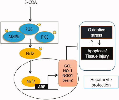 Figure 6. Schematic diagram illustrating the mechanism by which 5-CQA activates Nrf2 and induces its downstream target genes.