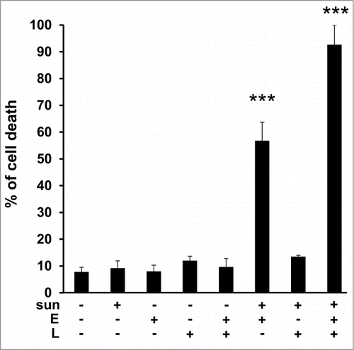 Figure 8. Primary tumor cells derived from a patient who progressed on sunitinib, were sensitive to sunitinib when in the presence of elacridar or elacridar and LLOM. Determination of the percentage of viable/dead TFE3 cells after incubation for 24 h with the indicated combinations of drugs (sunitinib (sun) 2.5 μmol/L; LLOM (L) 0.2 μmol/L; elacridar (E) 1 μmol/L). *, P < 0.05; ***, P < 0.001.