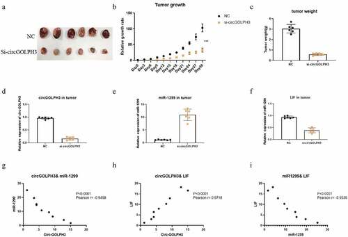 Figure 6. circGOLPH3\miR-1299\LIF axis in vivo. a. Nude mice were subcutaneously injected with circGOLPH3 stably silenced UM1 cells and UM1 NC cells. 30 days later, the tumors were collected and photographed. b. The relative growth rates of tumors in nude mice. c. Relative weights of tumors in nude mice. d-f. The expressions of circGOLPH3 (d), miR-1299(e), and LIF (f) were detected by qRT-PCR. g. The correlation between circGOLPH3 and miR-1299 in OSCC cell lines. h. The correlation between circGOLPH3 and LIF in OSCC cell lines. i.The correlation between LIF and miR-1299 in OSCC cell lines.