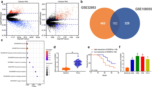 Figure 1. CCND1 expresses highly in lung cancer tissues and cells. (a) differentially expressed genes derived from bioinformatics analysis and volcano mapping; (b) the Venn map screening for differentially expressed genes in intersection; (c) GO enrichment analysis prediction for BP pathway analyzed by Fisher’s exact test; (d) RT-qPCR for CCND1 expression in lung cancer and adjacent tissues; (e) Kaplan-Meier analysis of patients differentially expressing CCND1 (differentiated by the median value); (f) RT-qPCR detection of CCND1 expression patterns in lung cancer cells. Error bars represent standard deviations of the means of three biological replicates. Values represent means ± SD. *p < 0.05. Results were analyzed by one-way ANOVA, followed by Tukey’s post hoc tests (panel F) or paired t test (panel D).