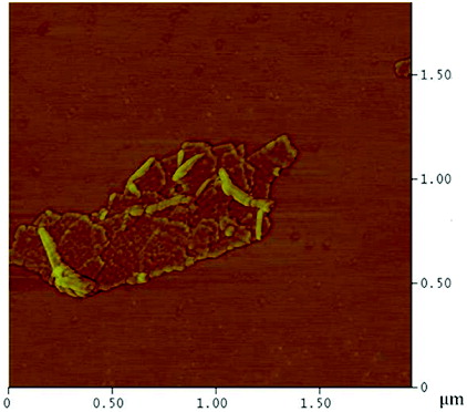 Figure 17. (Colour online) AFM image of PEI-GO showing PEI globules on the surface of GO.