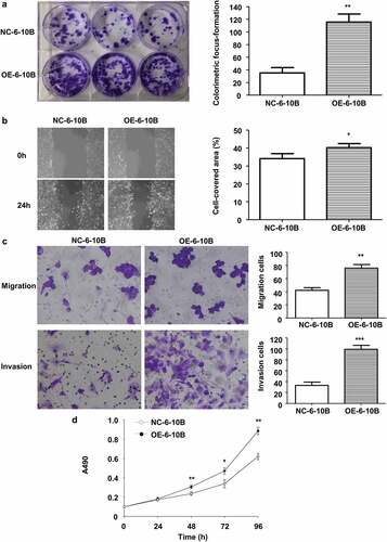 Figure 4. Stable LINC02570 overexpression enhanced NPC cell proliferation, migration, invasion and viability. (a) Proliferation of NC-6-10B and OE-6-10B cells was detected by colorimetric focus-formation assay. (b) Migration of NC-6-10B and OE-6-10B cells was detected by wound healing assay (magnification: 40x). Stably transfected cells didn’t show any fluorescence. (c) NC-6-10B and OE-6-10B cell migration and invasion were detected by transwell assays (magnification: 200x). (d) NC-6-10B and OE-6-10B cell viability was detected by MTT. *p < 0.05, **p < 0.01, ***p < 0.001