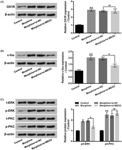 Figure 5. MEG3 took part in the influences of morphine on c-fos expression and ERK pathway. Followed by 10 µM morphine treatment and/or si-MEG3 transfection, the protein levels of OX1R (A), c-fos (B), t-ERK, p-ERK, t-PKC and p-PKC (C) in HT22 cells were tested by western blotting. OX1R: Orexin1 receptor; MEG3: LncRNA maternally expressed gene 3. NS: No significant. *p ˂ 0.05, **p ˂ 0.01.