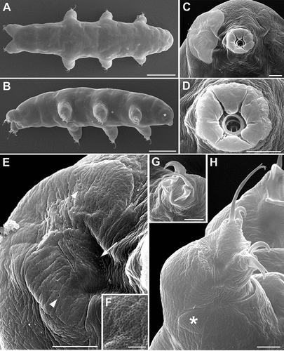 Figure 3. Ramazzottius kretschmanni sp. nov. (SEM). A. In toto (dorsal view). B. In toto (ventro-lateral view), asterisk = “cheek-like” area. C. Head (frontal view), lighter color indicates one “cheek-like” area. D. Mouth opening (magnification of C). E. “Cheek-like” area in the head (magnification of C), arrowheads = pores, arrow = cribrose area. F. Surface of the “cheek-like” area with a net of very small meshes. G. Claws of II leg. H. Hind leg, asterisk = gibbosity. Scale bars: A-B = 50 µm; C-E, G-H =5 µm; F = 1 µm.