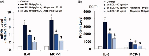 Figure 2. Aloperine reduced ox-LDL-induced expression and secretions of pro-inflammatory cytokines in HUVECs. Cells were cultured with ox-LDL (100 µg/mL) with or without aloperine (50,100 μM) for 24 h. (A). mRNA of IL-6 and MCP-1; (B). Protein of IL-6 and MCP-1 (*, p < .01 vs. vehicle group; #, p < .01 vs. ox-LDL treatment group; $, p < .01 vs. ox-LDL + 50 μM aloperine group).