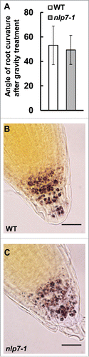 Figure 2. NLP7 does not regulate the gravity sensing mechanism of the root cap. (A) Measurement of root curvature angle 24 h after gravity treatment in WT and nlp7-1 mutant plants. No significant difference (P > 0.05) was observed between WT and nlp7-1. N = 18 or more roots. (B) and (C) Root caps of WT (B) and nlp7-1 (C) stained with 1% Lugol's solution to stain for starch. Images taken at 100X. Scale bar = 20 µm.
