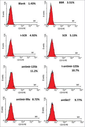 Figure 6. miR-99a∼125b cluster inhibition promotes B-lineage differentiation in RPMI-8266 cells. The cells were immunostained for 30 min with PE-conjugated CD19 antibody. B-lineage differentiation was evaluated by expression of CD19-PE. Inhibition of miR-99a∼125b cluster promotes B-lineage differentiation in RPMI-8266 cells.