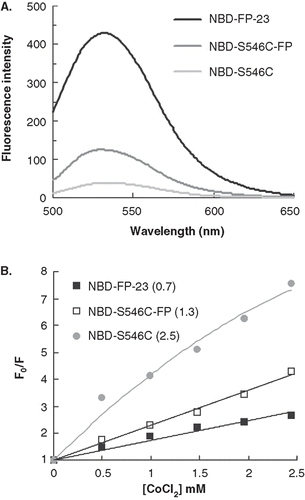 Figure 4.  The insertion depth into the membrane measured from NBD labeled peptides quenched by Co2+. (A) The fluorescence emission spectra of NBD-FP-23, NBD-S546C and NBD-S546C-FP in raft-liposome show the higher intensity of the fusion peptide and indicate the strong hydrophobic interaction between membrane and FP region. The larger intensity of NBD-S546C-FP than NBD-S546C signifies that the NHR region is located deeper in the liposome due to the presence of FP, which is thought to penetrate into the membrane. (B) Stern-Volmer plot presents the small KSV (in the parentheses, unit of mM-1) of NBD-FP-23, demonstrating the deeper insertion of FP region into the membrane than gp41 ectodomain devoid of FP. The intermediate KSV value for S546C-FP between FP-23 and S546C concurs with the result displayed in (A). Both data consistently show that the NHR region penetrates deeper into the bilayer by the upstream FP sequence.