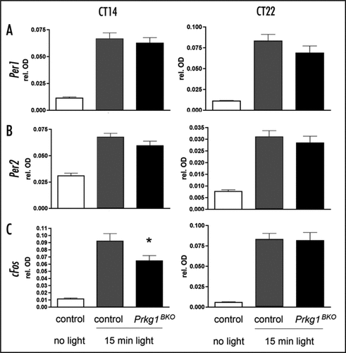 Figure 1 Light induction of Per1, Per2 and cFos in the SCN of Prkg1BKO mice (black bars, genotype: Prkg1L-/L2; Nes-Cretg/0) compared to litter-matched control mice (grey bars, genotype: Prkg1+/L2; Nes-Cretg/0). Animals were kept in a 12 h light-12 h dark cycle with water and food ad libitum. A light pulse of 500 lux intensity and 15-min duration was applied at circadian time (CT) 14 or 22. One hour after the light pulse animals were sacrificed and analyzed for gene expression. Control animals receiving no light pulse were also analyzed for gene expression (white bars). Shown are the expression levels of (A) Per1 mRNA, (B) Per2 mRNA and (C) cFos mRNA in the SCN as detected by RNA in situ hybridization. The data shown represent relative optical densities as determined by the difference of staining in the SCN relative to surrounding tissue not expressing the genes. Values are the means ± SEM of three independent experiments. Significance was determined by student's t-test (*p < 0.05, n = 3). Animals studied were males between 2–4 months of age. All experiments were in accordance with Swiss animal protection law in the declaration of Helsinki.