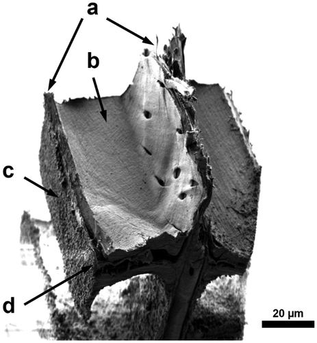 Figure 7. SEM micrograph of a fractured sample on a RT-section loaded in the radial direction; (a) rupture of the cell walls; (b) still intact S3 layer at the lumen area; (c) laser-processed surface; (d) delamination of the middle lamella.