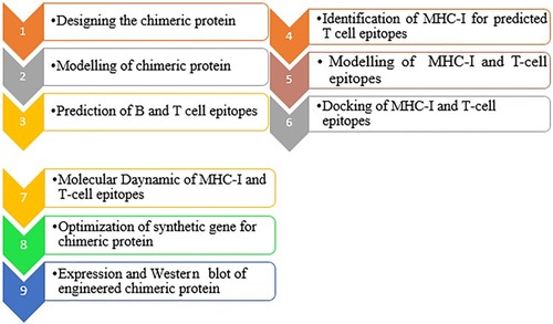 Figure 1 A systematic workflow of the design of a chimeric protein.