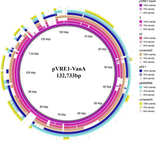 Figure 3 Plasmid sequence alignment of vanA-carrying plasmids that revealed partial sequence identity to pVRE1-VanA. 3: E. faecium E7098 plasmid 3, accession no. LR135256. p2: E. faecium SC4 plasmid p2, accession no. CP025427. Unnamed2: E. faecium VB3025 plasmid unnamed2, accession no. CP040238. p63–1: E. faecium 2014-VREF-63 plasmid p63–1, accession no. CP019989. pEMSRR6: E. faecium SRR6 plasmid pEMSRR6, accession no. MG640601. Unnamed3: E. faecium AUSMDU00004167 plasmid unnamed3, accession no. CP027500.