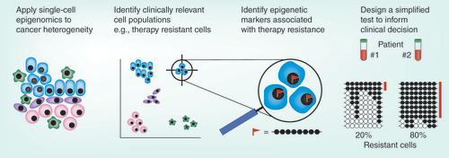Figure 2. Translation of single-cell epigenomics into clinical implementation.Cellular heterogeneity in cancer is associated with clinical challenges such as metastasis, therapeutic response and relapse. Single-cell technologies will identify target cell populations (by dimensional reduction methods) that could not be distinguished using traditional techniques. Single-cell epigenomics will identify modifications specific to those cells. For example, DNA methylation at a certain allele may be observed only in therapy resistant cells (red flag). Based on this information, simplified tests will be developed for clinical use. For example, amplicon bisulphite sequencing of specific loci may be used to advise clinicians of the proportion of cells in a sample with therapeutic resistance (each line indicates a sequencing read, black and white circles represent methylated and unmethylated cytosines respectively, the methylation pattern associated with therapy resistance is highlighted in red).