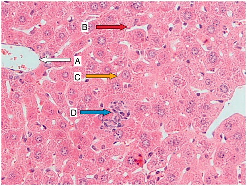 Figure 3. Origanum vulgare-pretreated animals (400 mg/kg) for 7 d before CP administration; a liver section of a mouse showing a normal central vein (A; white arrow), normal sinusoidal space (B; red arrow), nearly normal hepatocyte (C; yellow arrow), and small portal space with mild lymphocytic infiltration (D; blue arrow).