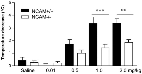 Figure 2. 8-OH-DPAT induced hypothermia. The hypothermic response to doses of 1.0 or 2.0 mg/kg of 8-OH-DPAT is reduced in NCAM−/− mice (n = 10 and 14, respectively), compared to NCAM+/+ mice (n = 8, 11). No significant difference between genotypes is seen at lower doses (n = 12 NCAM−/− versus 11 NCAM+/+ for saline, 9 versus 9 for 0.01 mg/kg and 13 versus 10 for 0.5 mg/kg). These data indicate a desensitization of 5-HT1A autoreceptors in the dorsal Raphe nucleus. Values indicate group means ± SEM; **, *** p ≤ 0.01, 0.001, respectively, compared to NCAM+/+.