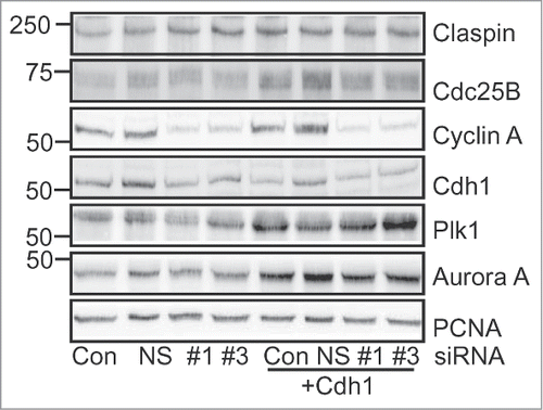 Figure 5. Cyclin A/cdk2 regulates a subset of Cdh1 targets. HeLa cells were transfected with either Lipofectamine alone (Con), nonsense (NS), or Cyclin A siRNAs (#1, #3) without and with co-transfection with Cdh1 siRNA. Cells were synchronised with thymidine and harvested at 7 h after release when they were in G2 phase, lysed and immunoblotted for the indicated proteins.