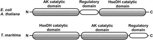Figure 2. Orientation of the three domains in AK-HseDHs. Upper panel corresponds to E. coli and A. thaliana AK-HseDHs and lower panel corresponds to T. maritima AK-HseDH.