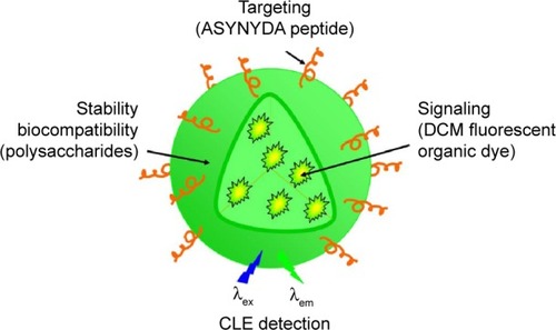 Figure 1 Schematic representation of the organic fluorescent nanoparticles.Notes: NPs were made of modified polysaccharides loaded with the fluorescent dye DCM. The NP periphery might or might not be decorated with ASYNYDA peptide that has an affinity for esophageal cancer cells.Abbreviations: NP, nanoparticle; CLE, confocal laser endomicroscopy; DCM, 4-(dicyanomethylene)-2-methyl-6-(4-dimethylaminostyryl)-4H-pyran; NPs, nanoparticles.