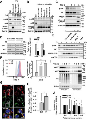 Figure 1. Proteasomal inhibition induces the lysosomal degradation of AKT. (a) The effect of first-generation proteasome inhibitors (PIs) on AKT levels. Representative western blot analysis of myeloma cells (JJN3) incubated with 10 nM of the first-generation proteasome inhibitors, bortezomib, lactacystin, epoxomicin, or MG132 for 24 h. (b) Second-generation PIs downregulate AKT levels. Representative western blot analysis of cells incubated with second-generation PIs, carfilzomib (10 nM), ixazomib (40 nM), oprozomib (25 nM), and delanzomib (20 nM), for 24 h. (c) The temporal effects of bortezomib on AKT levels in JJN3 cells. Representative western blot analysis of JJN3 cells incubated with 10 nM bortezomib, for indicated times. (d) The effect of 10 nM bortezomib on AKT levels in primary cancer cells. Patient-derived, primary cancer cells were treated with 10 nM bortezomib for 24 h and evaluated by western blot analysis. (n = 4 independent experiments). Data are means ± SD. Asterisks indicate statistically significant differences (*P < 0.05). (e) Lysosome inhibition prevents PI-induced AKT degradation. Representative western blot analysis of OPM2 cells pretreated with the lysosome inhibitors, E-64 (35 μM), NH4Cl (25 mM), bafilomycin (200 nM), or chloroquine (50 μM), for 1 h, and then incubated with 10 nM bortezomib for 24 h. (f) Proteasome inhibition quickly affects lysosome activation in JJN3 cells. JJN3 cells were incubated with 10 nM bortezomib for the indicated times, and lysosomal activity was measured by FACS analysis. Data represent the mean ± SD of three independent experiments; *P < 0.05. (g) The effects of lysosome inhibition on PI-induced colocalization of LAMP1 and AKT by confocal microscopy. RPMI8226 cells were pretreated with 50 μM chloroquine for 1 h, and then incubated with 10 nM bortezomib for an additional 8 h. Cells were fixed and labeled with anti-LAMP1 (red) or anti-AKT (green) antibodies, and images were captured. Yellow = merge/colocalization. Larger white boxes in the images are enlargements of the area indicated by the smaller white boxes; scale bars: 10 μm. (h) Quantification of the colocalization of LAMP1 and AKT. Merged images from Figure 1(g) were analyzed for LAMP1:AKT colocalization using NIS Elements software and Pearson’s correlation coefficient. Data represent the mean ± SD of 10 randomly selected cells per condition; *P < 0.05. (i) PIs induce the accumulation of AKT aggregates in a PI dose-dependent manner. JJN3 cells were incubated with bortezomib at the indicated concentrations and for the indicated times prior to extracting the proteins and separating them into Triton X-100 soluble and insoluble fractions. Ubiquitin blot was used as an aggregated protein fraction control. (j) Lysosome inhibition prevents PI-induced AKT degradation in patient samples. Primary, patient-derived, multiple myeloma cells were pretreated with 50 μM chloroquine for 1 h, then incubated with 10 nM bortezomib for 12 h before p-AKT and AKT levels were assessed by western blot analysis. GAPDH was used as a loading control. Blots (described in Fig. S1L) were scanned, and protein levels were quantified. Data represent the mean ± SD of four independent experiments; *P < 0.05