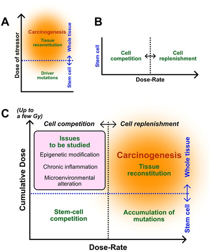 Figure 2. Cancer model based on dose-rate. (A) Recent evidence supports the idea that induction of carcinogenesis originates in tissue stem cells with driver mutations, whereas severe damage by potent stressors also induces tissue reconstitution on a whole tissue scale. (B) Our studies support the hypothesis that stem-cell competition will be dominant under low dose-rate irradiation, whereas stem-cell replenishment will be enhanced under high dose-rate irradiation. (C) Combined scheme includes two different information sets shown in (A) and (B), which pragmatically consist of two axes: dose-rate (horizontal) and cumulative dose (vertical). Dot lines are ambiguously dividing cell competition and cell replenishment (black) or stem cells and whole tissue (blue) and highlight four key issues (green letters) preferentially important for considering carcinogenesis in different dose/dose-rate situations.