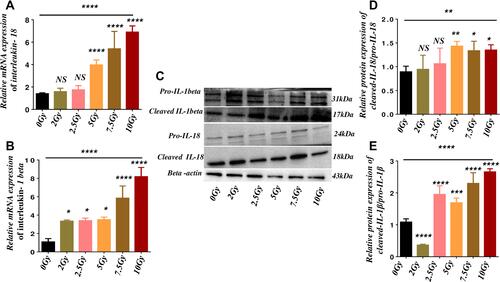 Figure 4 Gamma radiation promotes the production of pro-inflammatory cytokines.