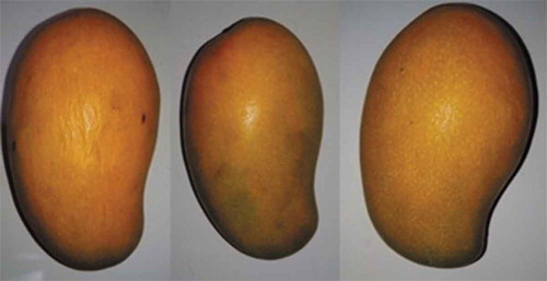 Figure 3. Post harvest ripened mangoes.