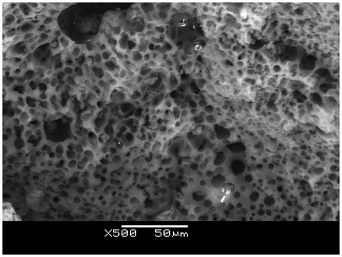 Figure 3. SEM image of the cross-sectional of the PASA.