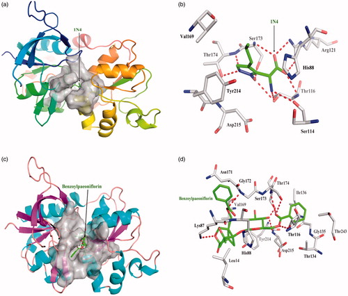 Figure 3. The figures of NR2A /ligand interactions: (a) The positive control binding mode of 1N4 to NR2A protein ribbon, protein was shown in ribbon and 1N4 in green sticks, the active pocket was shown in surface form. (b) 1N4 and NR2A bind schema detail maps, the amino acid residues were labelled in the form of white sticks and 1N4 in green sticks, the red dotted line illustrates the hydrogen bond interaction. (c) The binding mode of Benzoylpaeoniflorin to NR2A protein ribbon. (d) Benzoylpaeoniflorin and NR2A bind schema detail maps; the notation used here were same as positive control.