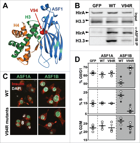 Figure 5. Histone-binding mutant of ASF1B fails to promote β-cell proliferation. (A) Crystal structure of yeast ASF1-H3-H4 complex (PDB 2HUE); V94 of ASF1 is highlighted red. (B) Binding of HIRA and histone H3.3 was detected in anti-Twin-strep-tag (ASF1B) immunoprecipitates and total cell lysates from MIN6 cells transiently expressing GFP, WT-ASF1B or ASF1B-V94R mutant proteins. (C) Representative images (100X) of MIN6 β-cells expressing ASF1A or ASF1B (green) for WT (top panels) or the V94R mutants (bottom panels). Cells are co-stained for DAPI (nuclei, white), and insulin (red). (D) Flow cytometry analysis of cell cycle progression in MIN6 β-cells 48 h post-transfection with indicated plasmid-based constructs. Data represent means ± SEM, N = 3. *, GFP vs. ASF1B-WT and #, ASF1B-WT vs. ASF1B-V94R, P ≤ 0.05.