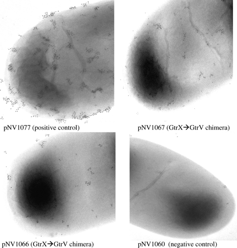 Figure 1.  Functional analysis of mutants. Electron micrographs (X50 000 magnification) of SFL1444 containing pNV1066 and 1067 tested with type V antibody. Secondary antibody used is conjugated to 10nm gold particles. Presence of gold particles is indicative of O-antigen modification. Description of each strain is shown below the image.