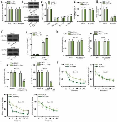 Figure 5. HOXA10-AS recruits FMR1 to stabilize HOXA10.